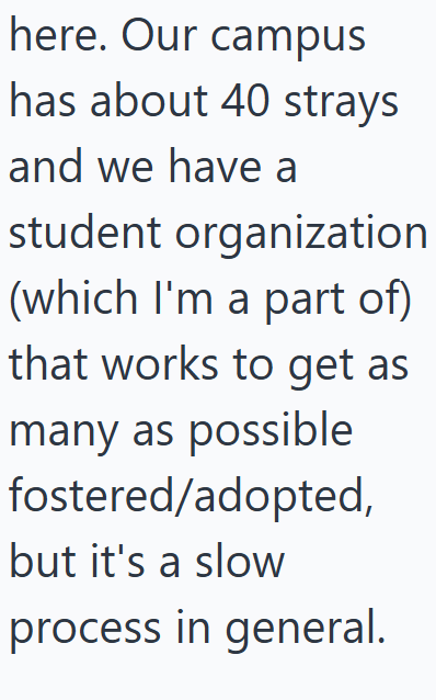 here. Our campus has about 40 strays and we have a student organization (which I'm a part of) that works to get as many as possible fostered/adopted, but it's a slow process in general.