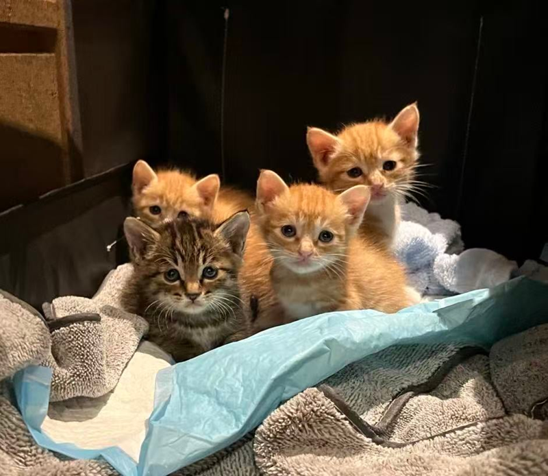 Cheezburger Image 10614606592