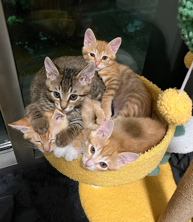 Cheezburger Image 10614609664