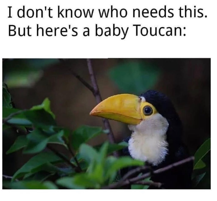 I don't know who needs this. But here's a baby Toucan: