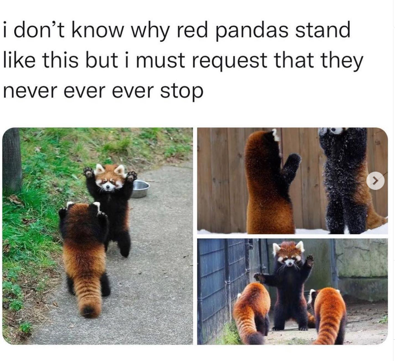i don't know why red pandas stand like this but i must request that they never ever ever stop >