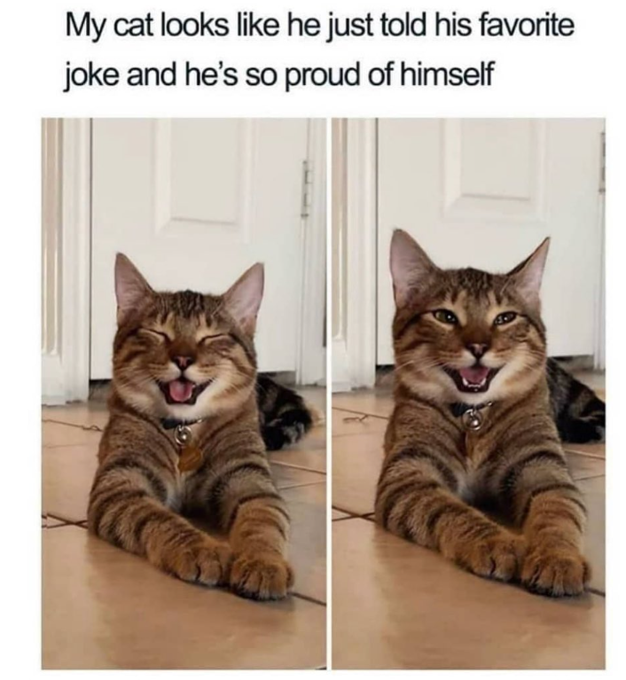 My cat looks like he just told his favorite joke and he's so proud of himself