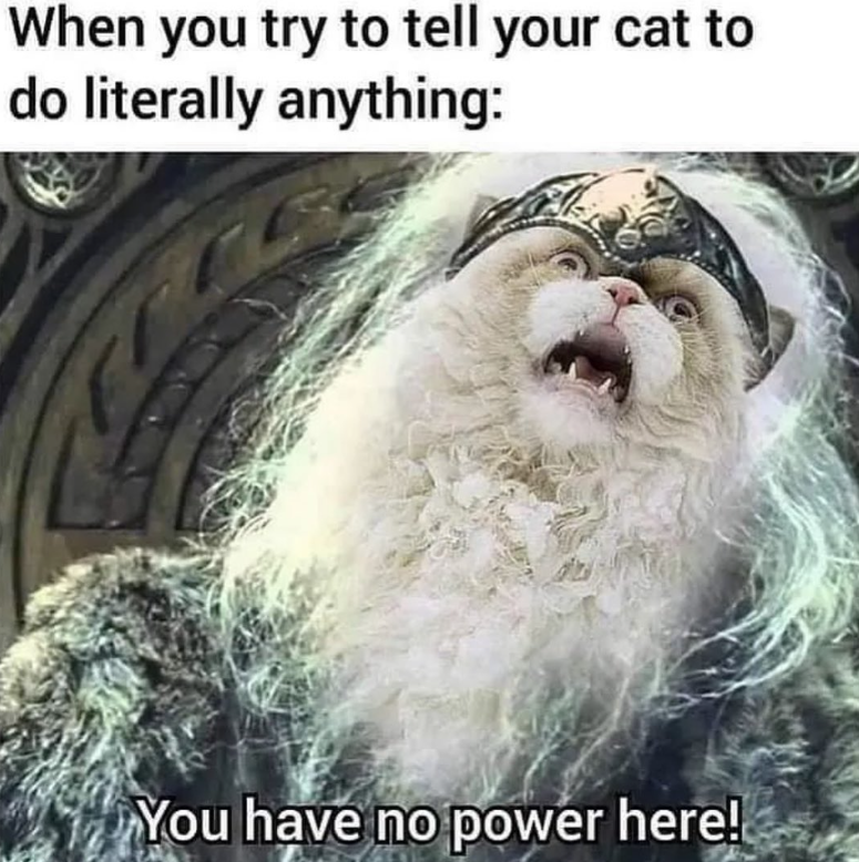 When you try to tell your cat to do literally anything: You have no power here!