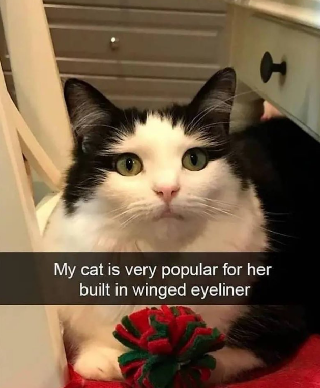 t My cat is very popular for her built in winged eyeliner