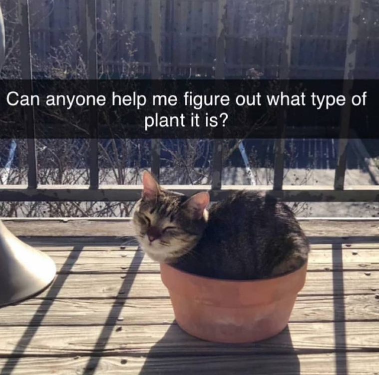 Can anyone help me figure out what type of plant it is?