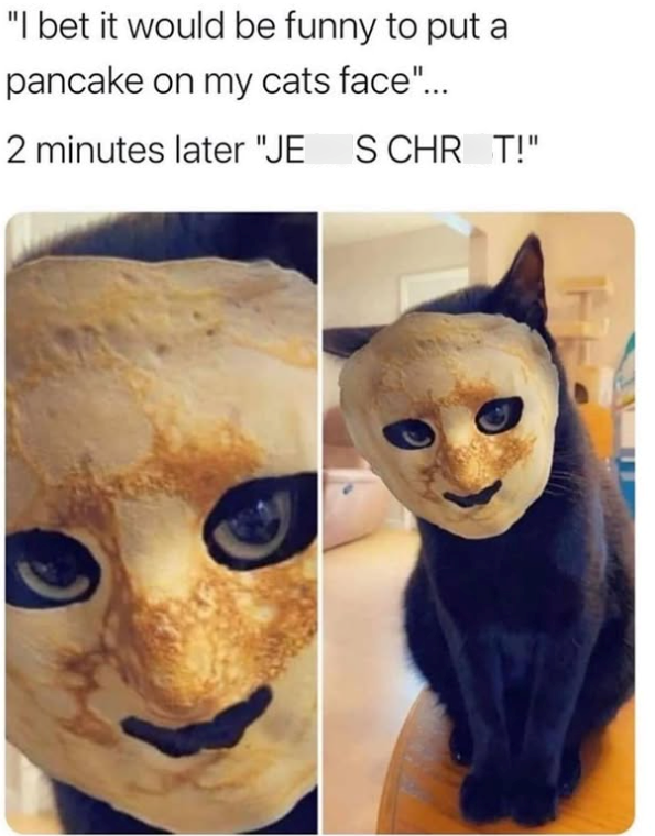 "I bet it would be funny to put a pancake on my cats face"... 2 minutes later "JE S CHR_T!"