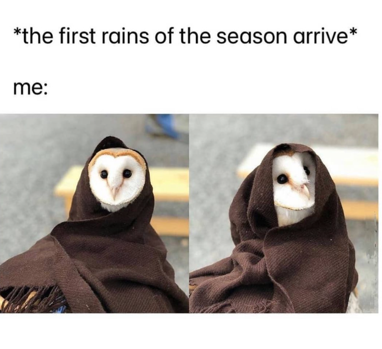 *the first rains of the season arrive* me: