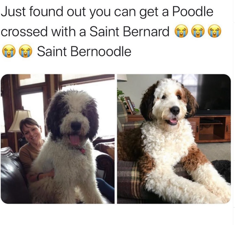 Just found out you can get a Poodle crossed with a Saint Bernard Saint Bernoodle H O