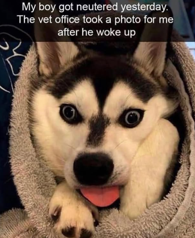 My boy got neutered yesterday. The vet office took a photo for me after he woke up