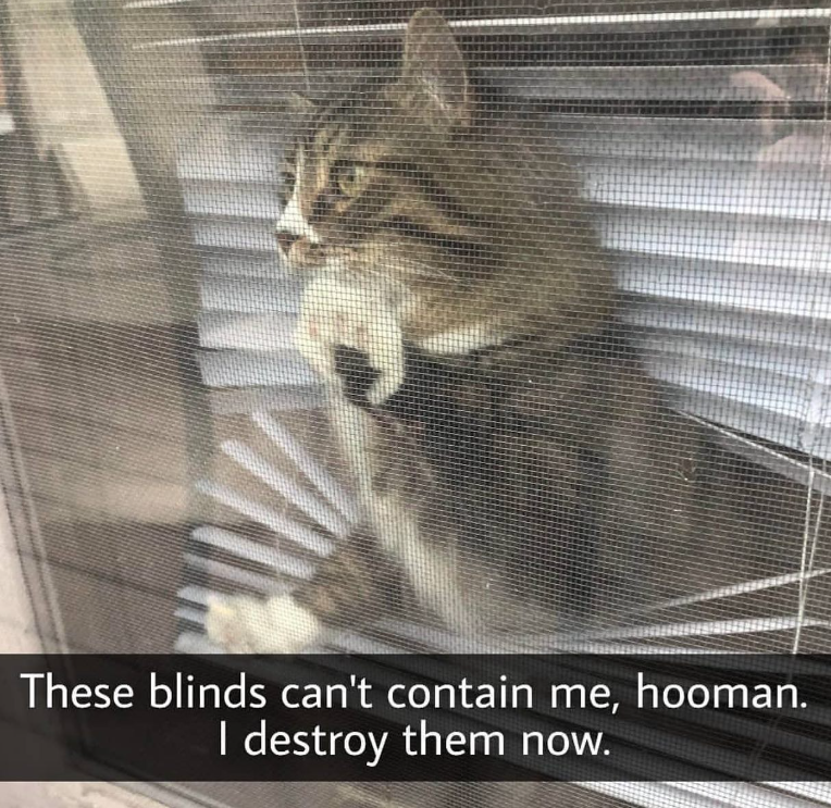 These blinds can't contain me, hooman. I destroy them now.