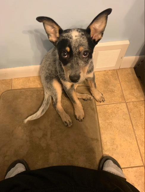 Cheezburger Image 10614619648