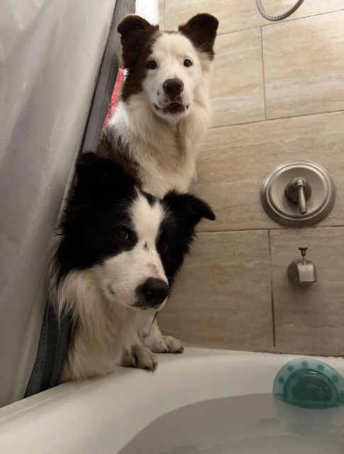 Cheezburger Image 10614619904