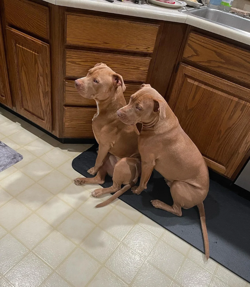 Cheezburger Image 10614620416