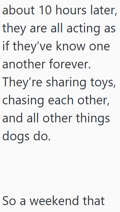 about 10 hours later, they are all acting as if they've know one another forever. They're sharing toys, chasing each other, and all other things dogs do. So a weekend that