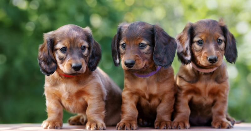 Cheezburger Image 10614630656