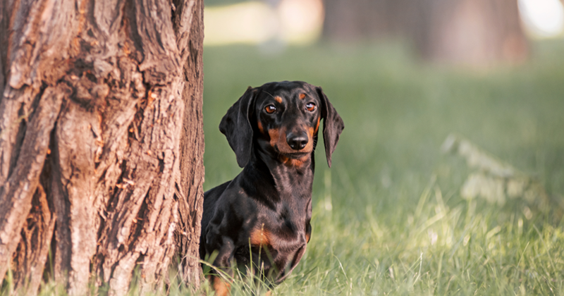 Cheezburger Image 10614631424