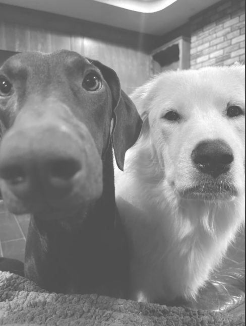 Cheezburger Image 10614631936