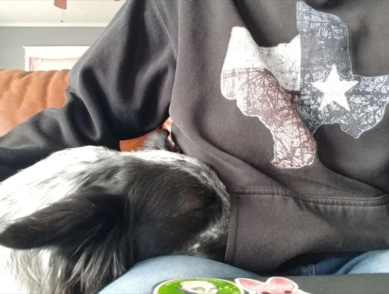 Cheezburger Image 10614632192