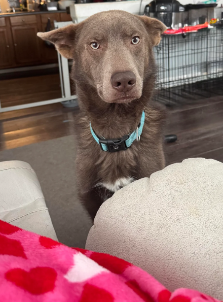 Cheezburger Image 10614633216