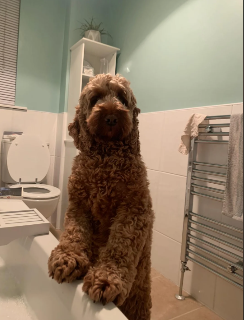 Cheezburger Image 10614633472