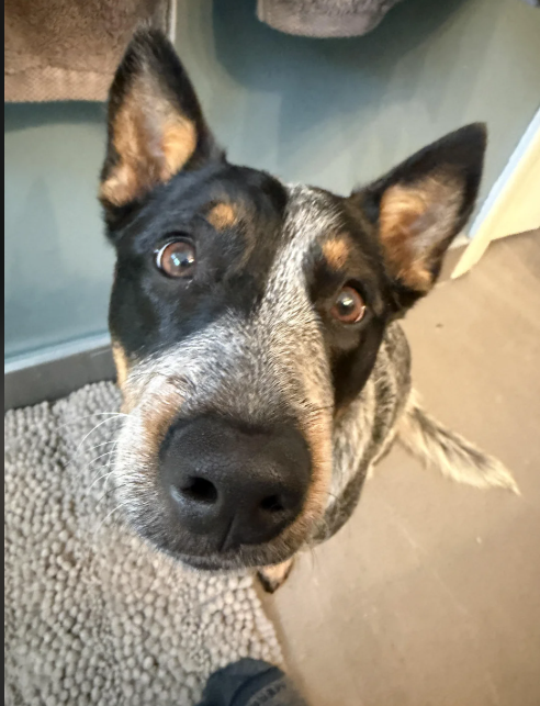 Cheezburger Image 10614634240