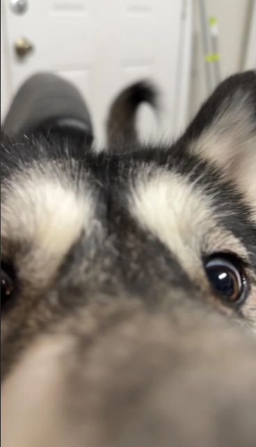 Cheezburger Image 10614635008