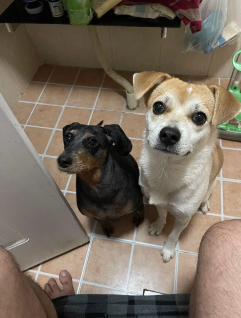 Cheezburger Image 10614635264