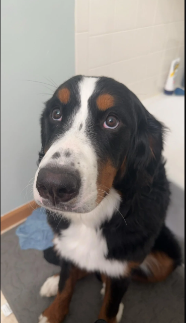 Cheezburger Image 10614635776