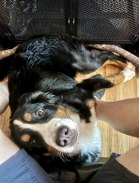 Cheezburger Image 10614636288