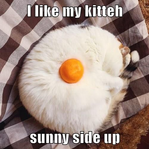 I like my kitteh sunny side up