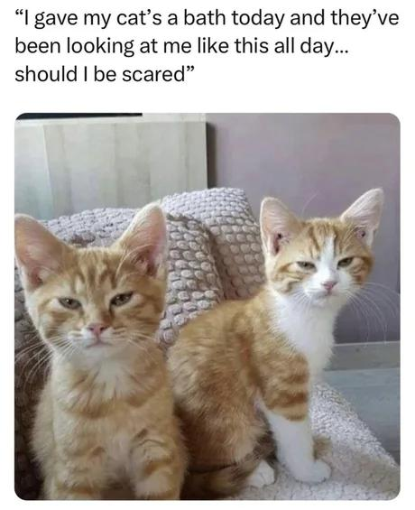 "I gave my cat's a bath today and they've been looking at me like this all day... should I be scared"