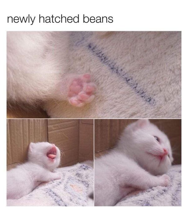 newly hatched beans