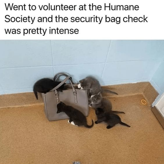 Went to volunteer at the Humane Society and the security bag check was pretty intense O