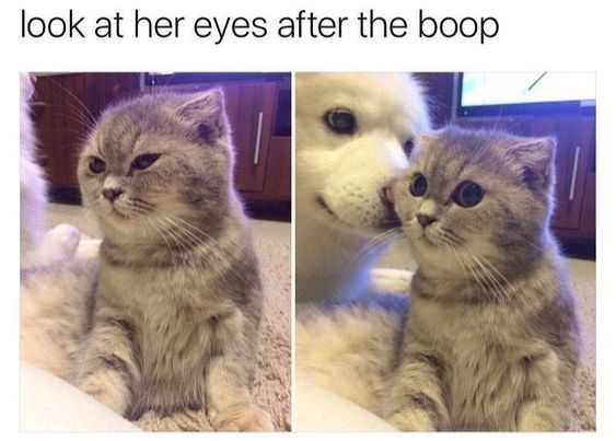 look at her eyes after the boop