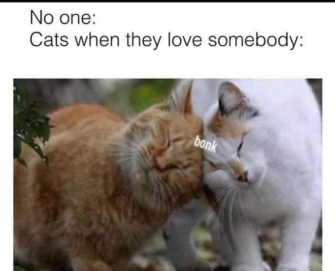 No one: Cats when they love somebody: bonk
