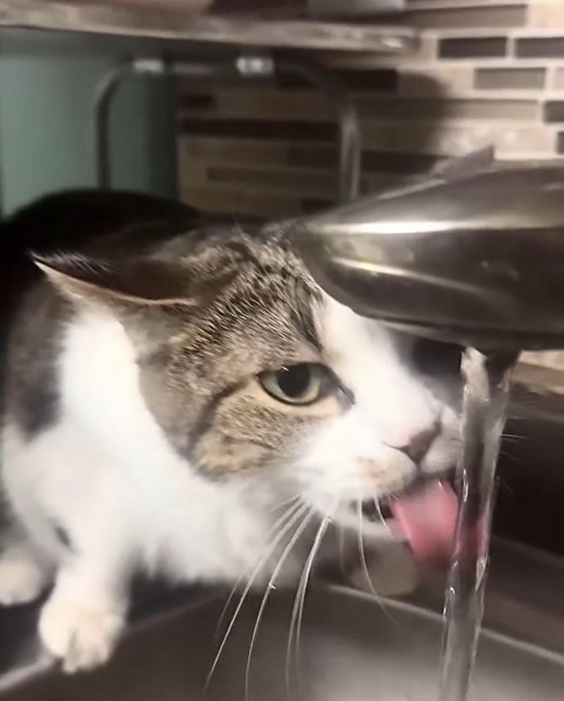 Cheezburger Image 10614660608