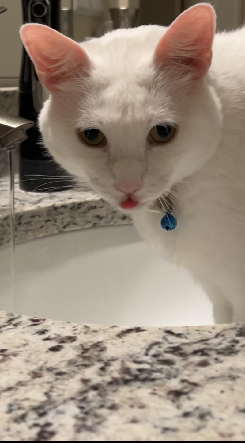 Cheezburger Image 10614661120