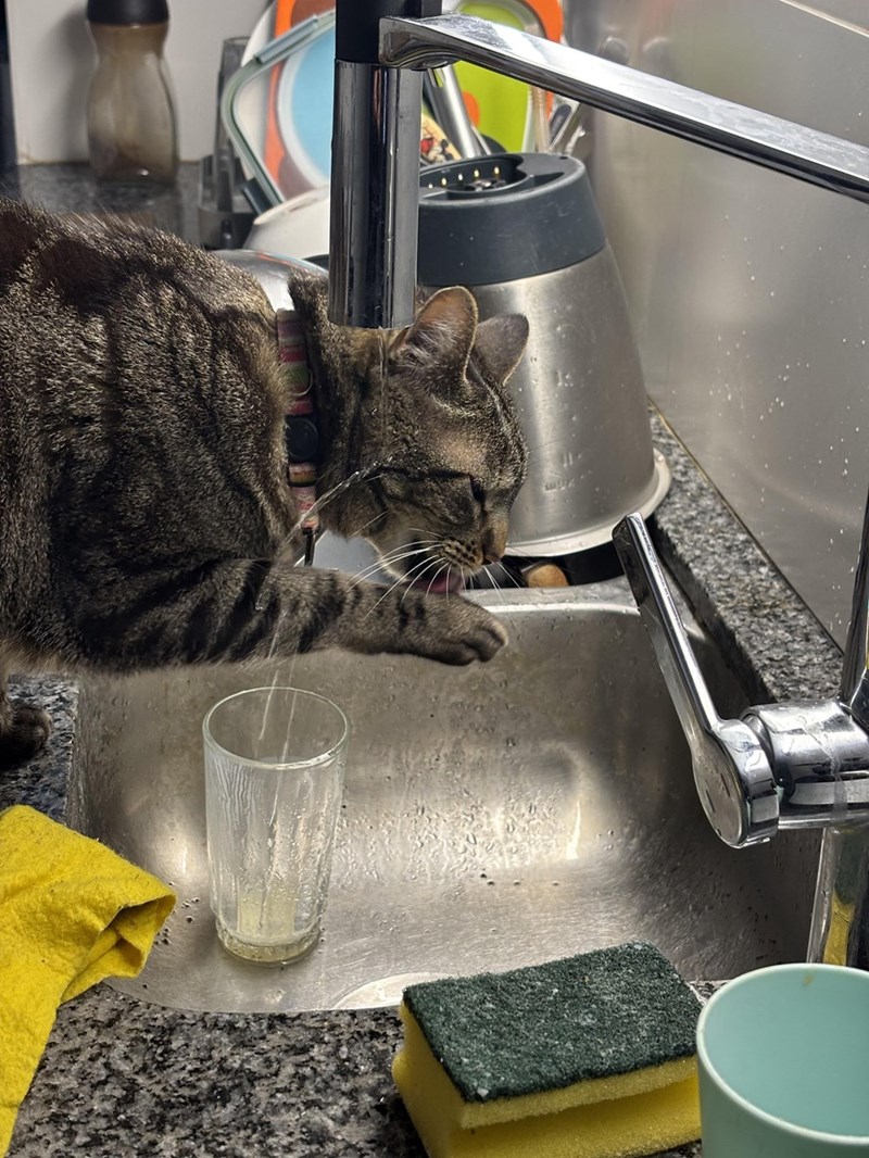 Cheezburger Image 10614661632