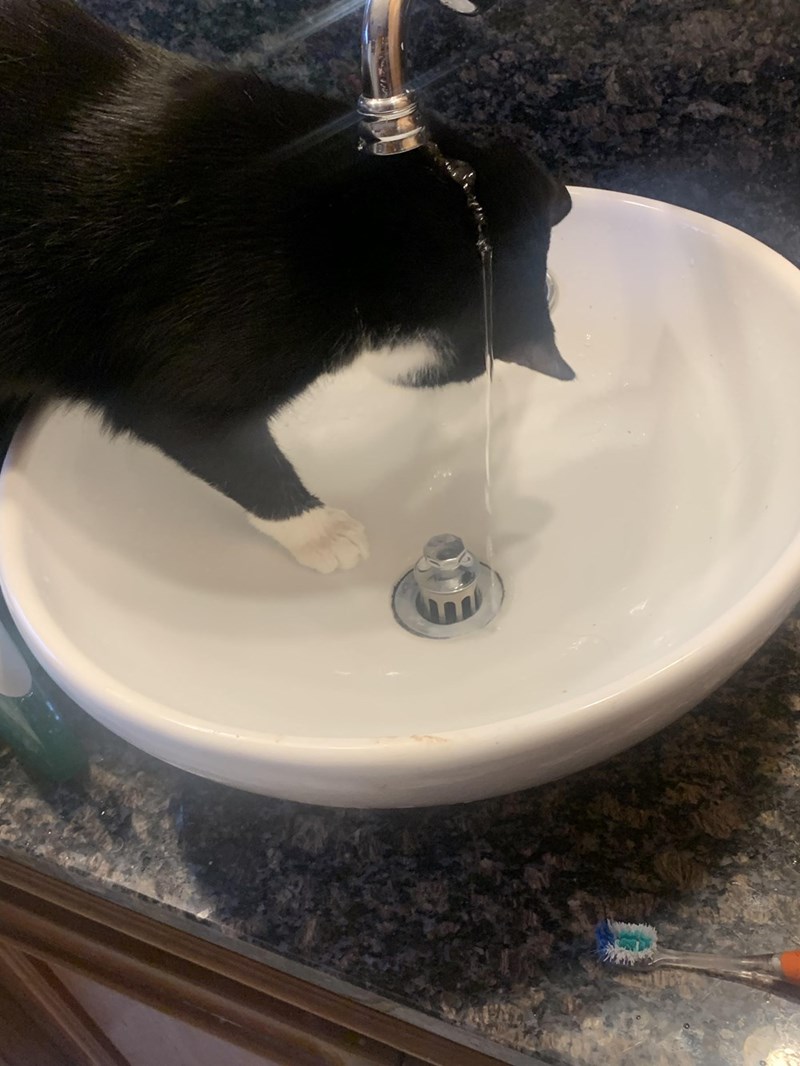 Cheezburger Image 10614662144