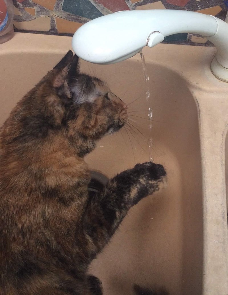 Cheezburger Image 10614662400