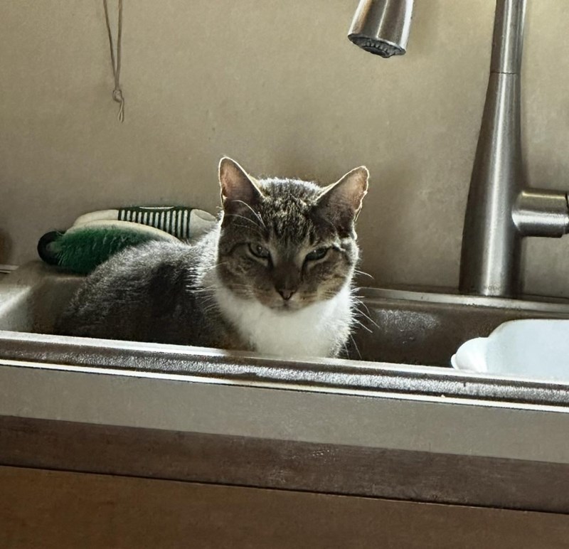 Cheezburger Image 10614662912