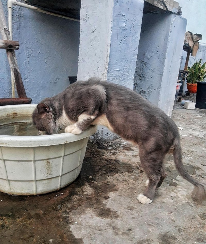 Cheezburger Image 10614663168