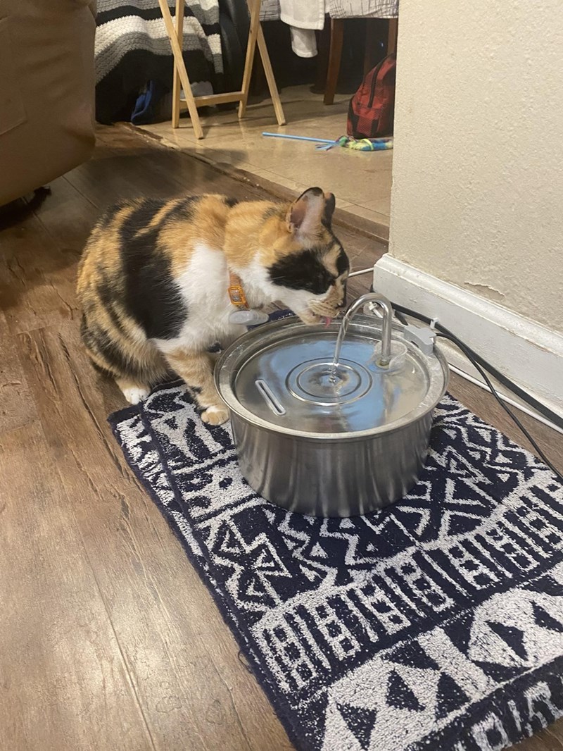 Cheezburger Image 10614663680