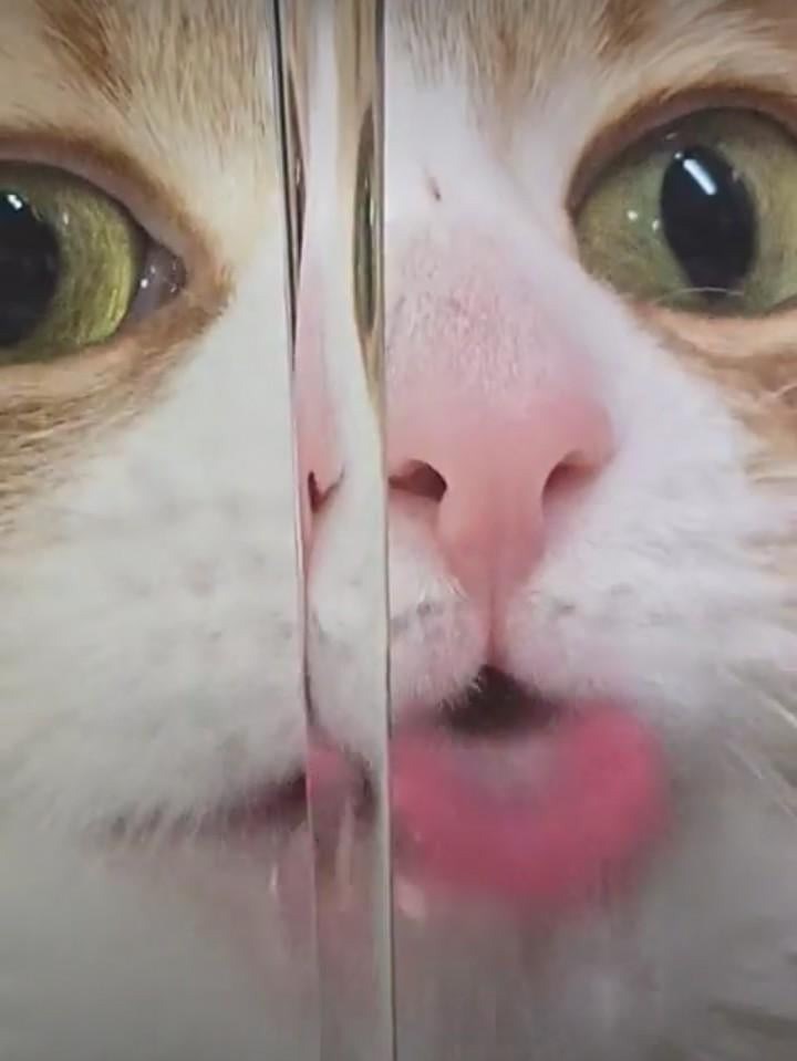 Cheezburger Image 10614663936