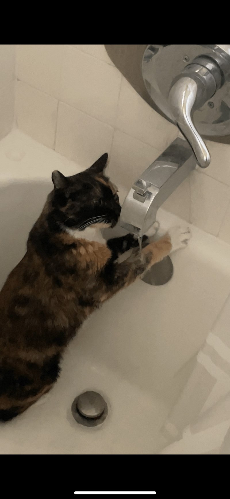 Cheezburger Image 10614664192