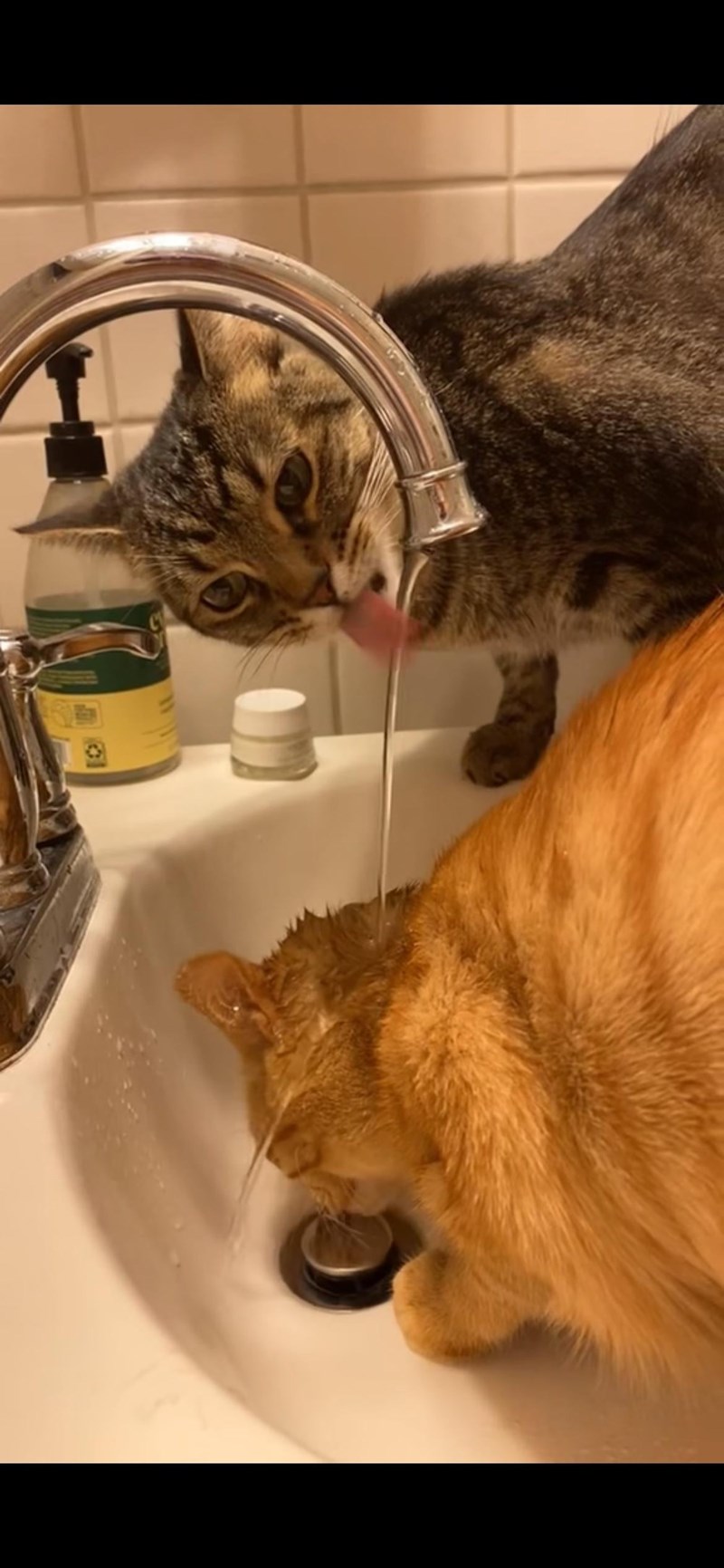 Cheezburger Image 10614664960