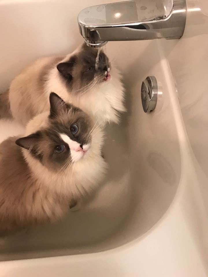 Cheezburger Image 10614665216