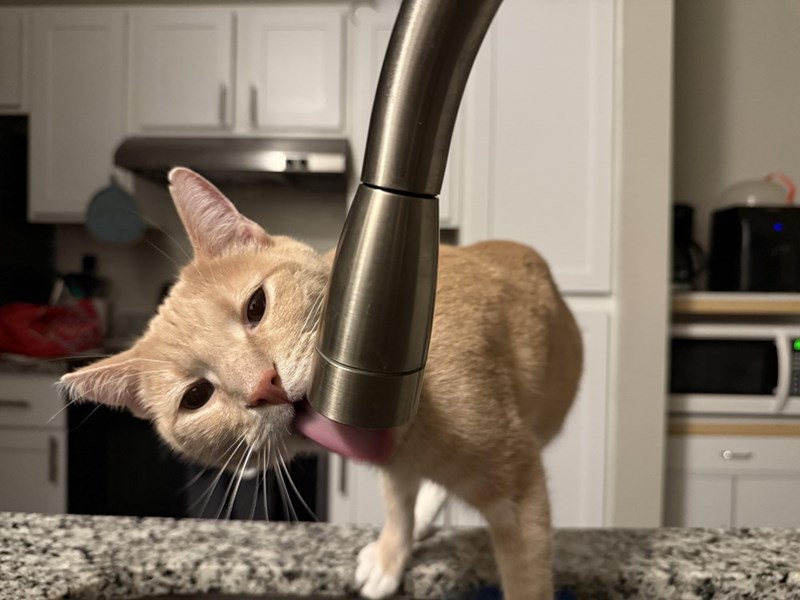 Cheezburger Image 10614665472