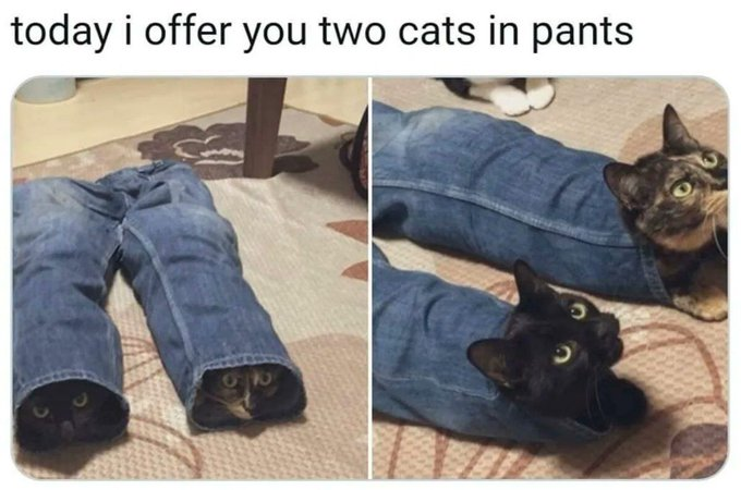 today i offer you two cats in pants