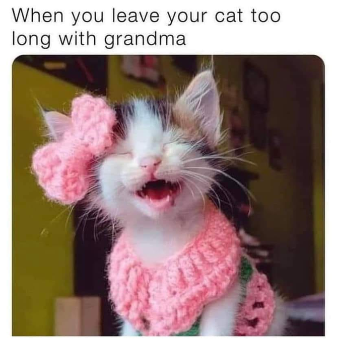 When you leave your cat too long with grandma